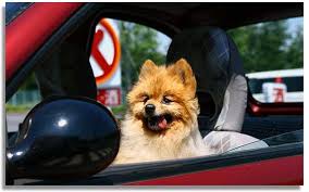 VIAJES DE PERROS, GATOS A COQUIMBO