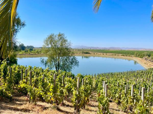 PARCELA PLANA CON VIÑEDO EN MARCHIGUE