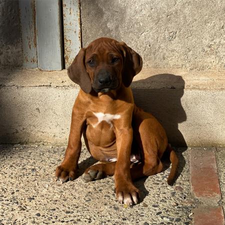 son buenos perros de familia rhodesian ridgeback