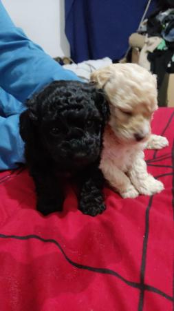 POODLE TOYS