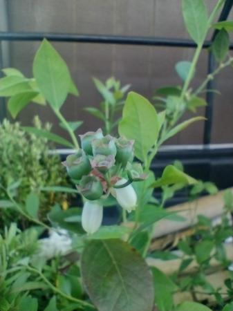 PLANTAS DE ARANDANOS CON FRUTA