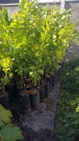 ARBOL LIMONERO 4 ESTACIONES