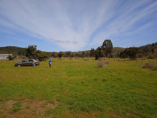 2.500 MTS2 NILAHUE DEL MEDIO, PUMANQUE