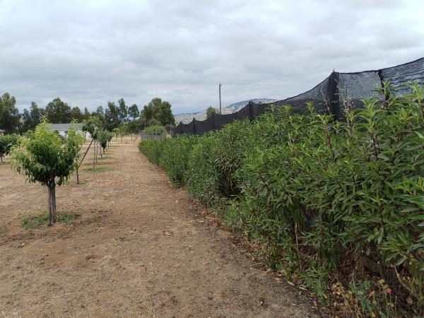 SE VENDE HERMOSA PARCELA EN PIUCHÉN MARCHIGUE!!!