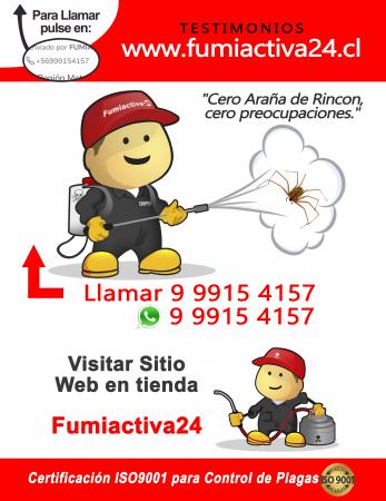 ELIMINAR ARAÑA DE RINCON EN SANTIAGO