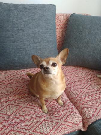 BUSCO PERRITA PARA CRUZAR MÍ CHIHUAHUA