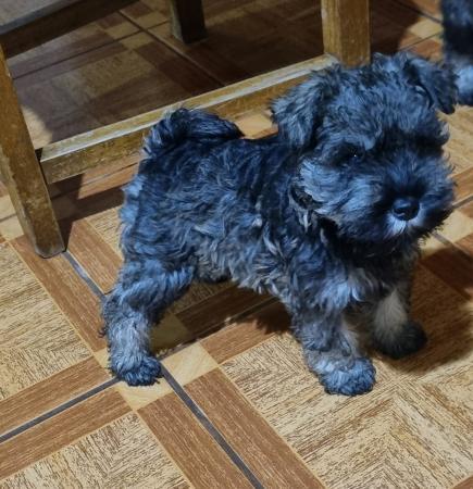CACHORROS SCHNAUZER MINIATURA INSCRITOS KCC
