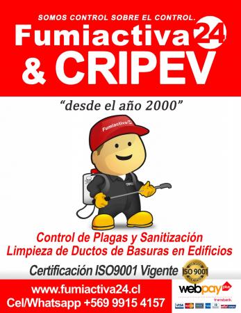 Categoria