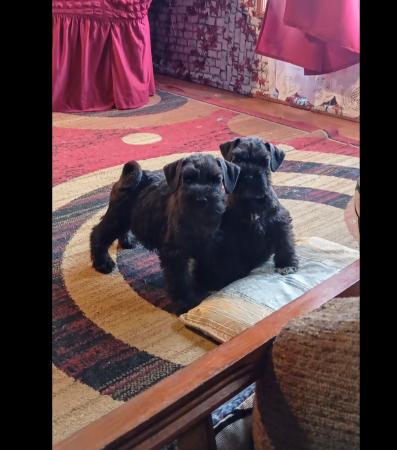 CACHORROS SCHNAUZER MINIATURA 